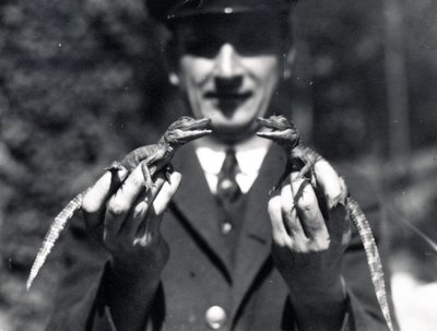 Bebés caimanes, 1919 de Frederick William Bond
